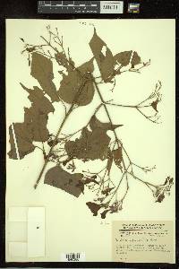 Fridericia pubescens image
