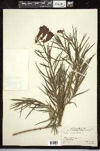 Chilopsis linearis image