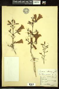 Arrabidaea mollissima image