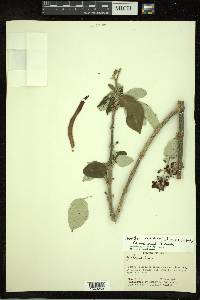Fridericia costaricensis image