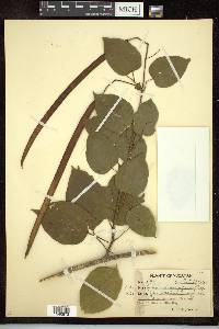 Cydista diversifolia image