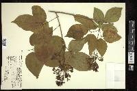 Arrabidaea viscida image