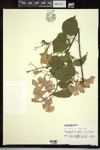 Cydista diversifolia image