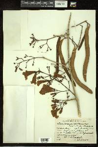 Arrabidaea mollissima image