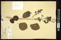 Arrabidaea viscida image