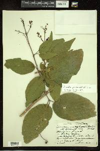 Arrabidaea patellifera image