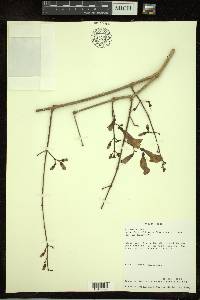 Arrabidaea mollissima image