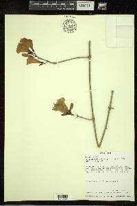 Arrabidaea mollissima image