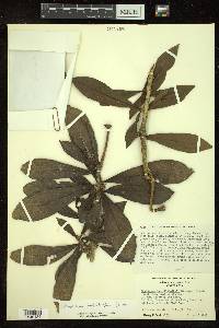 Amphitecna sessilifolia image