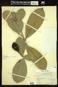 Amphitecna latifolia image