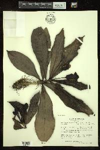 Amphitecna sessilifolia image