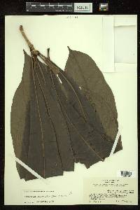 Amphitecna macrophylla image