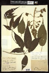 Tabebuia donnell-smithii image