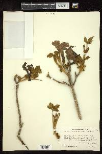 Tabebuia chrysantha image