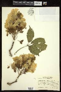 Tabebuia donnell-smithii image