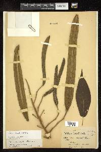 Tabebuia donnell-smithii image