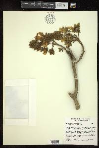 Tabebuia donnell-smithii image