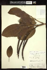 Tabebuia heterophylla image