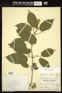 Stizophyllum riparium image