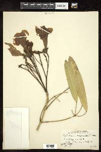 Tabebuia argentea image