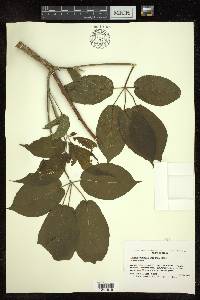 Tabebuia donnell-smithii image