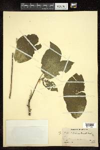 Tabebuia donnell-smithii image