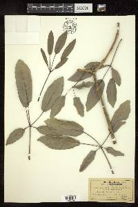 Tabebuia argentea image