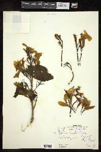 Tabebuia donnell-smithii image