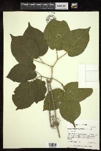Pithecoctenium crucigerum image