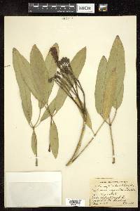 Tabebuia argentea image