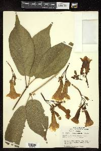 Tabebuia donnell-smithii image