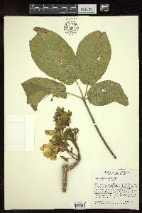 Tabebuia donnell-smithii image