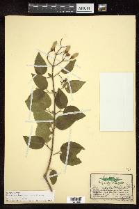 Distictis laxiflora image