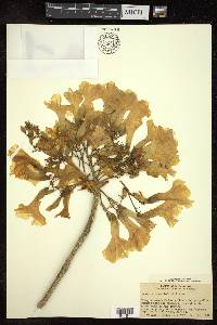 Tabebuia donnell-smithii image