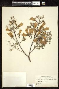 Jacaranda cuspidifolia image