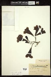 Tabebuia caraiba image