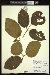 Stizophyllum inaequilaterum image