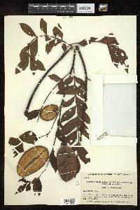 Jacaranda copaia subsp. spectabilis image