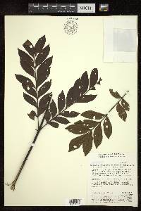 Jacaranda copaia subsp. spectabilis image