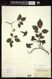 Tabebuia billbergii image