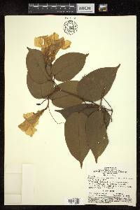 Bignonia corymbosa image