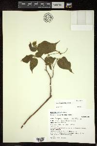 Croton tsiampiensis image