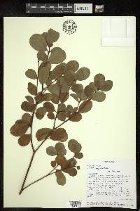 Croton nitidulus image