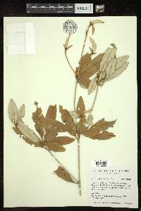 Croton pseudopulchellus image