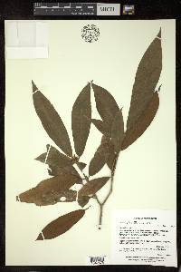 Croton glomeratus image