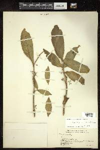 Medinilla succulenta image