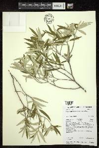 Croton phebalioides image