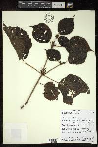 Croton tsiampiensis image