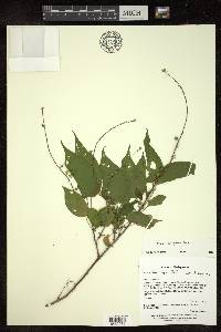 Croton adenophorus image