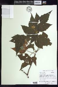 Croton goudotii image